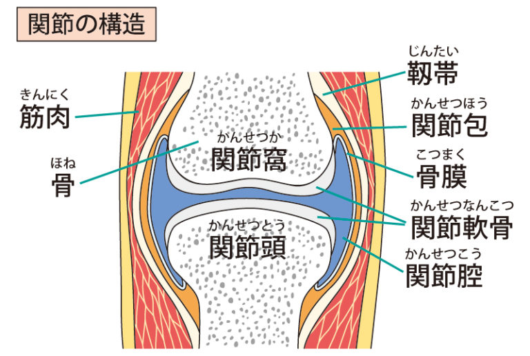 馬の膝関節のロック